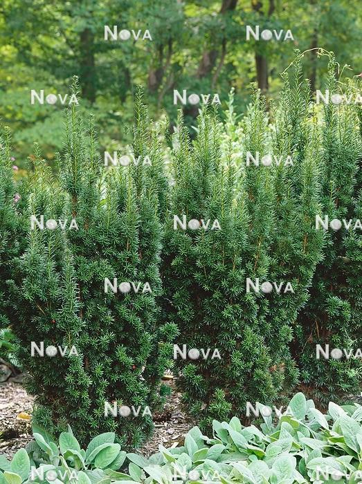 Taxus Media H m  Eddie - View 8 from www redcrocus com
