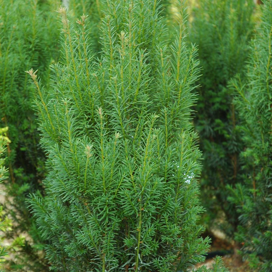 Taxus Media H m  Eddie - View 9 from www redcrocus com