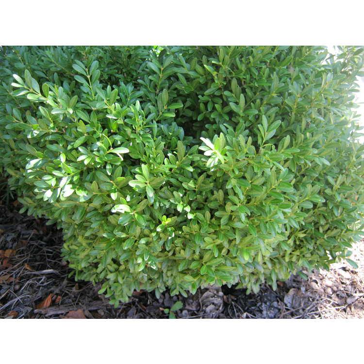 Buxus Microphylla Franklin S Gem - View 10 from www redcrocus com