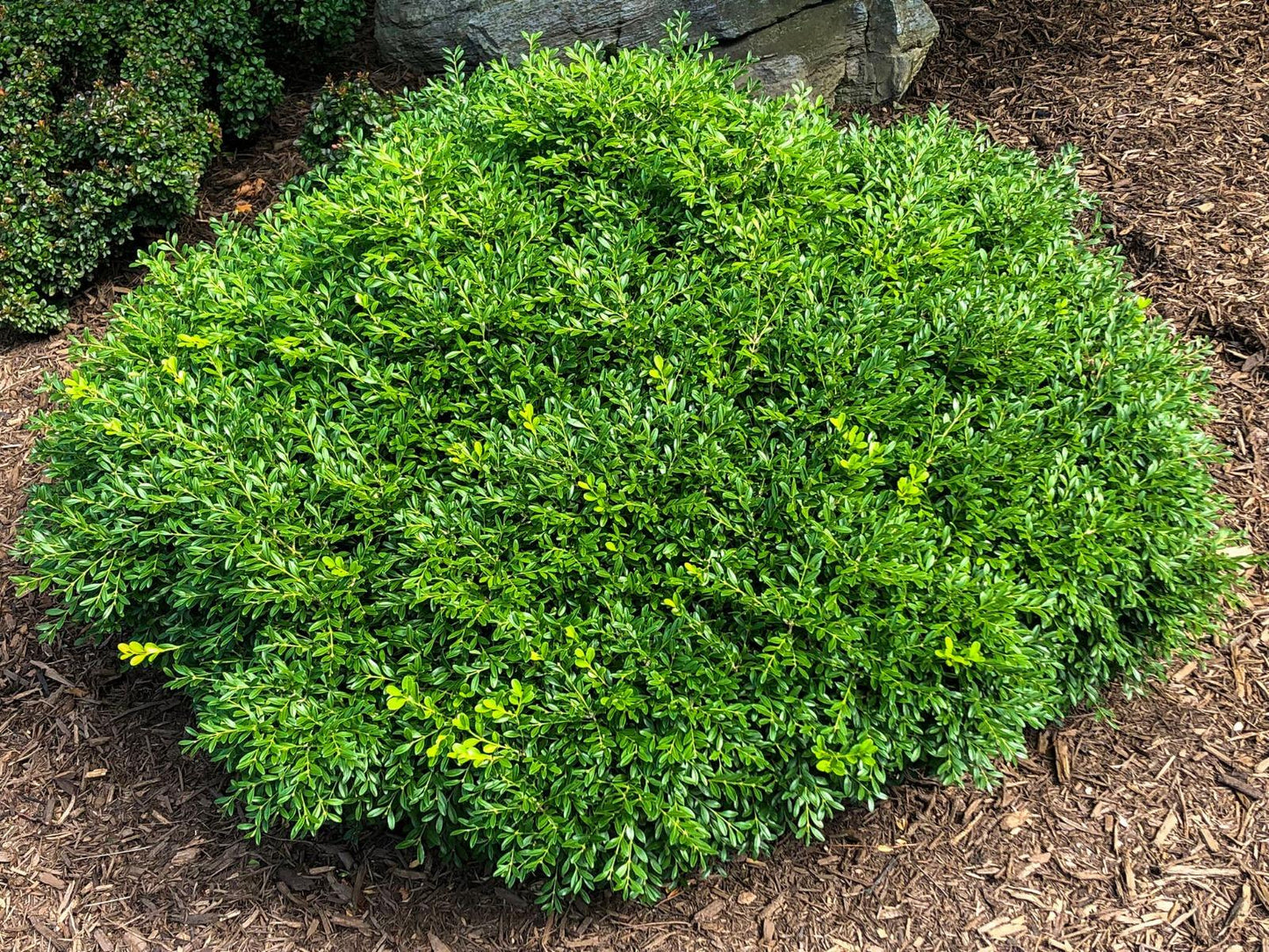 Buxus Microphylla Franklin S Gem - View 13 from www redcrocus com