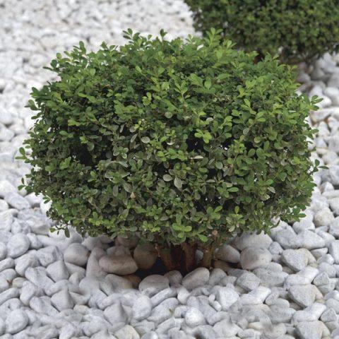 Buxus Microphylla Franklin S Gem - View 16 from www redcrocus com