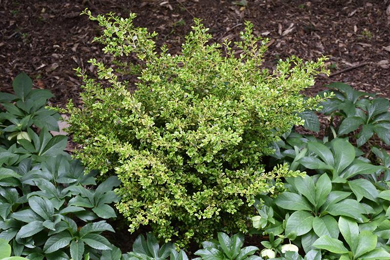 Buxus Microphylla Franklin S Gem - View 18 from www redcrocus com