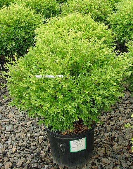 Buxus Microphylla Franklin S Gem - View 1 from www redcrocus com