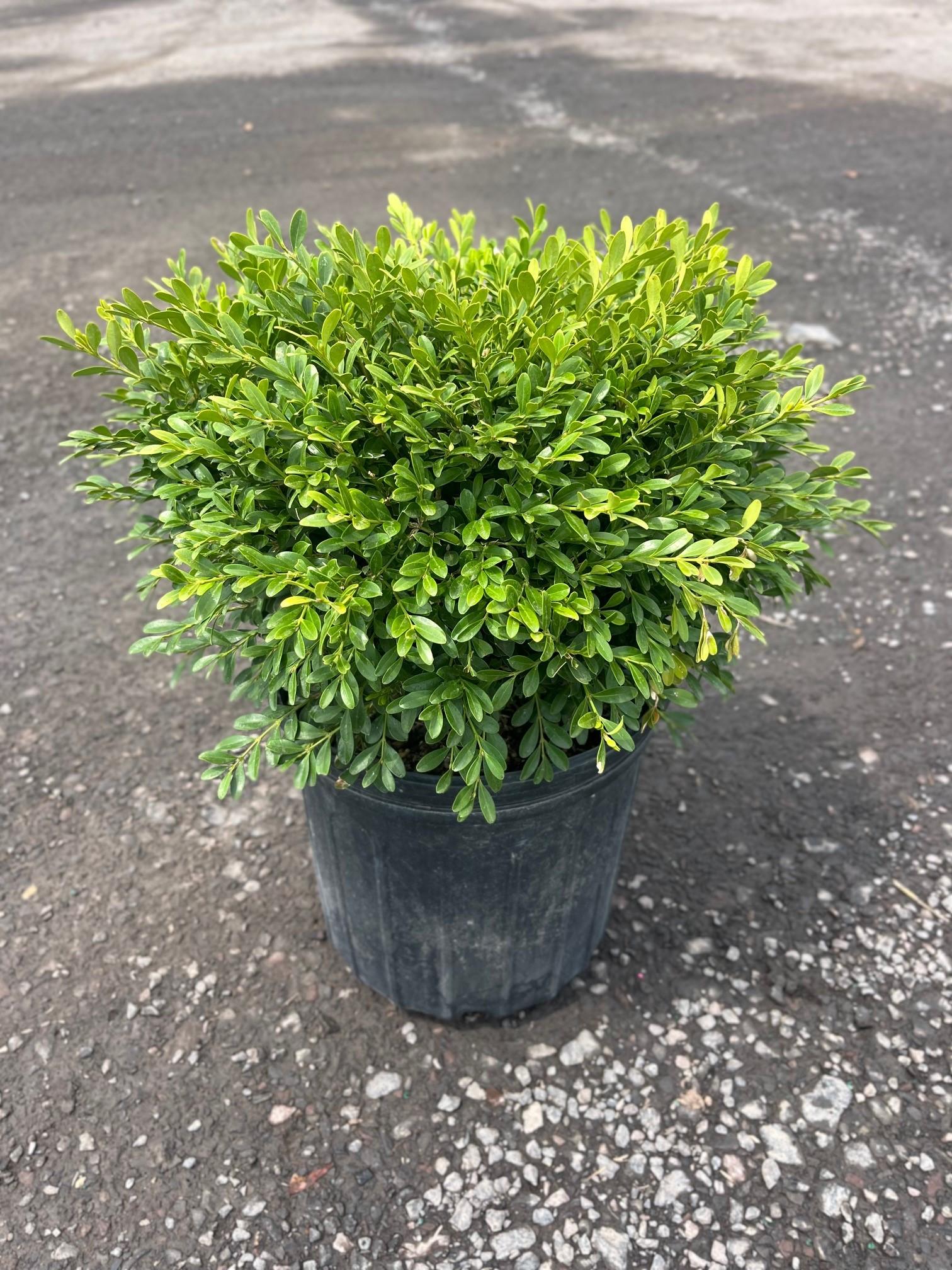 Buxus Microphylla Franklin S Gem - View 20 from www redcrocus com