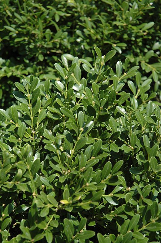 Buxus Microphylla Franklin S Gem - View 3 from www redcrocus com