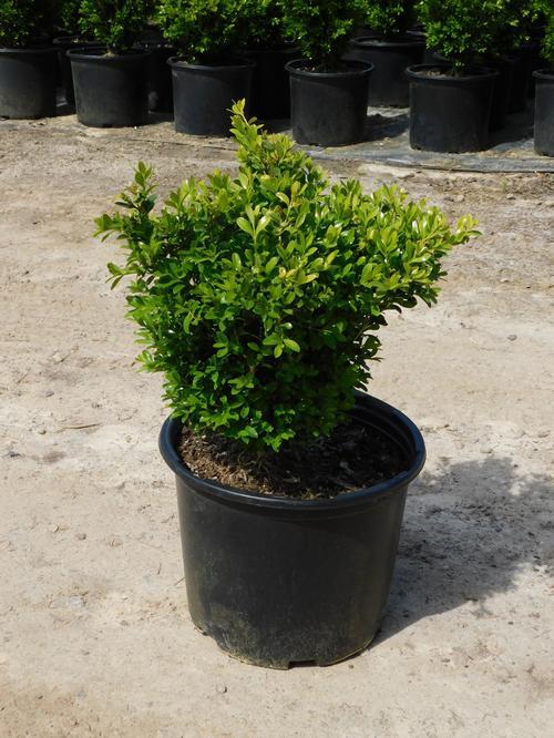 Buxus Microphylla Franklin S Gem - View 4 from www redcrocus com