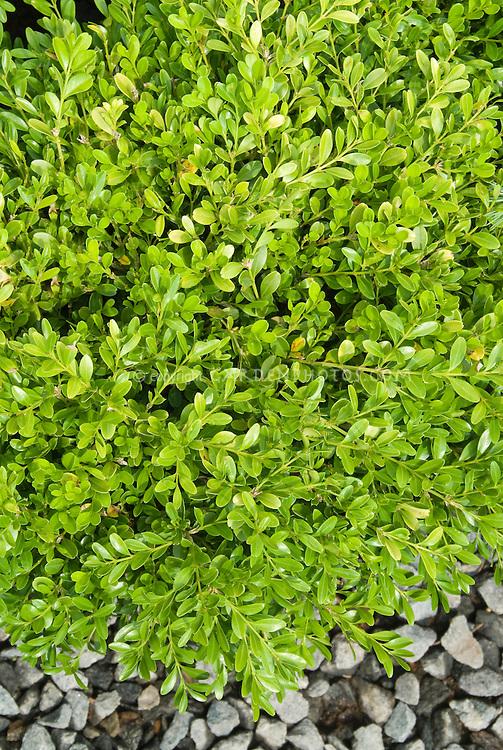 Buxus Microphylla Franklin S Gem - View 5 from www redcrocus com