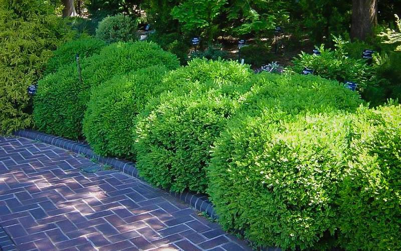 Buxus Microphylla Franklin S Gem - View 8 from www redcrocus com