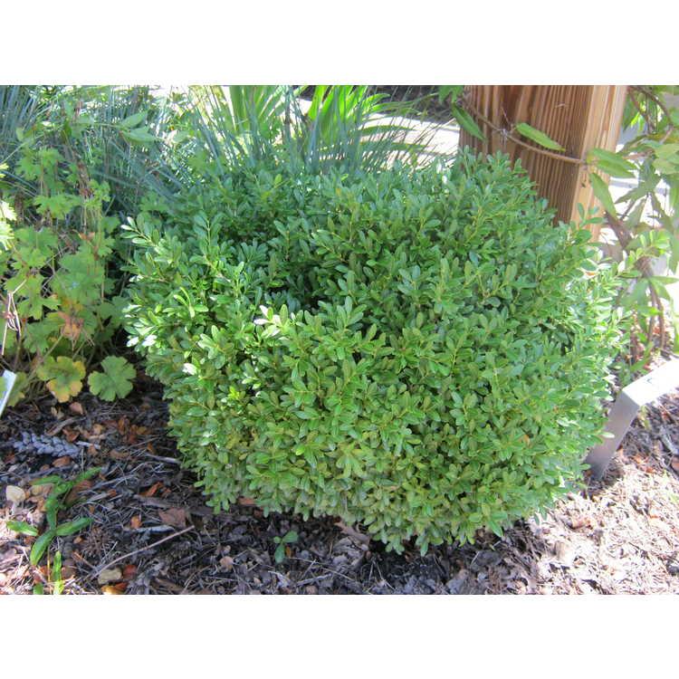 Buxus Microphylla Franklin S Gem - View 9 from www redcrocus com