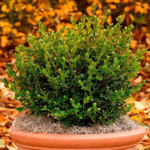 Buxus Microphylla Winter Gem - View 11 from www redcrocus com