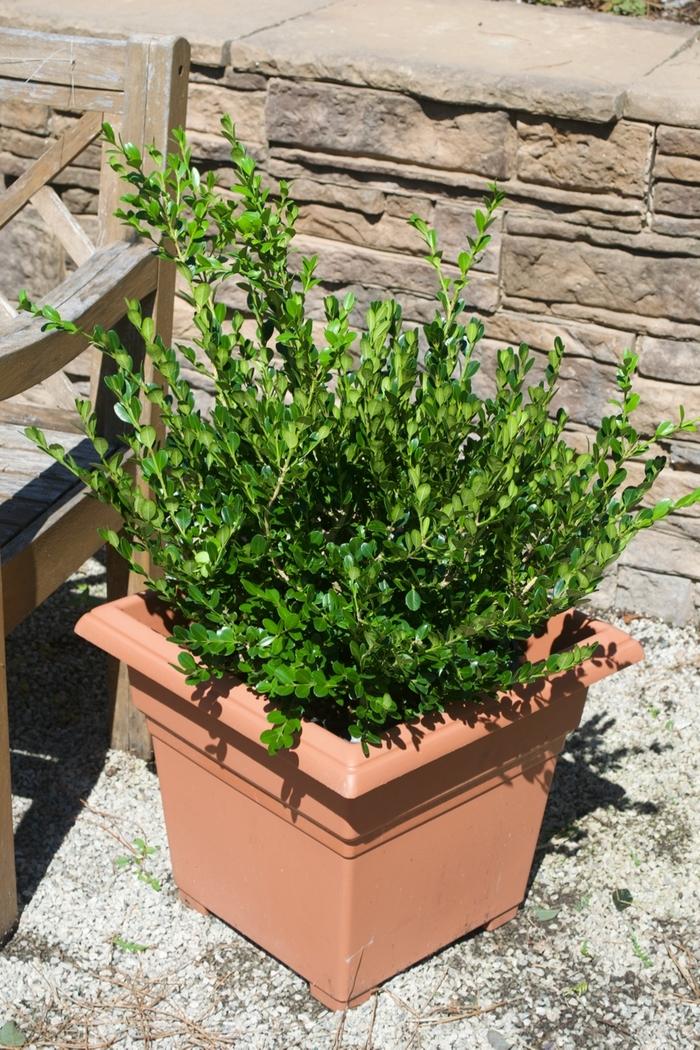 Buxus Microphylla Winter Gem - View 12 from www redcrocus com