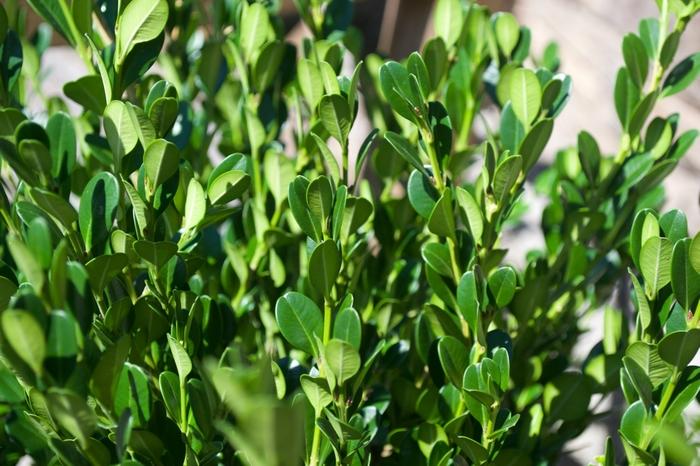 Buxus Microphylla Winter Gem - View 15 from www redcrocus com
