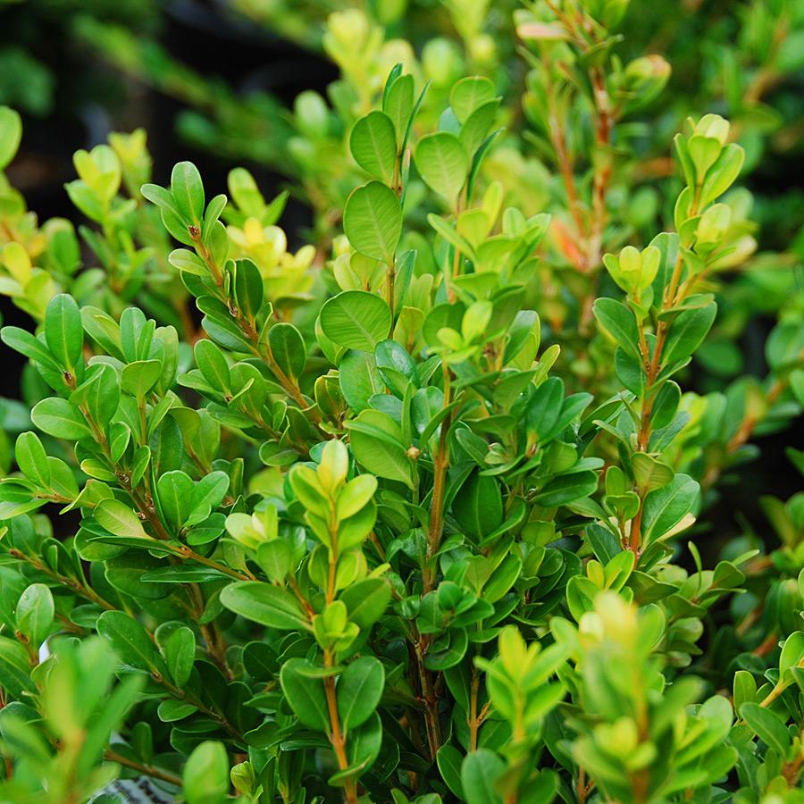 Buxus Microphylla Winter Gem - View 16 from www redcrocus com