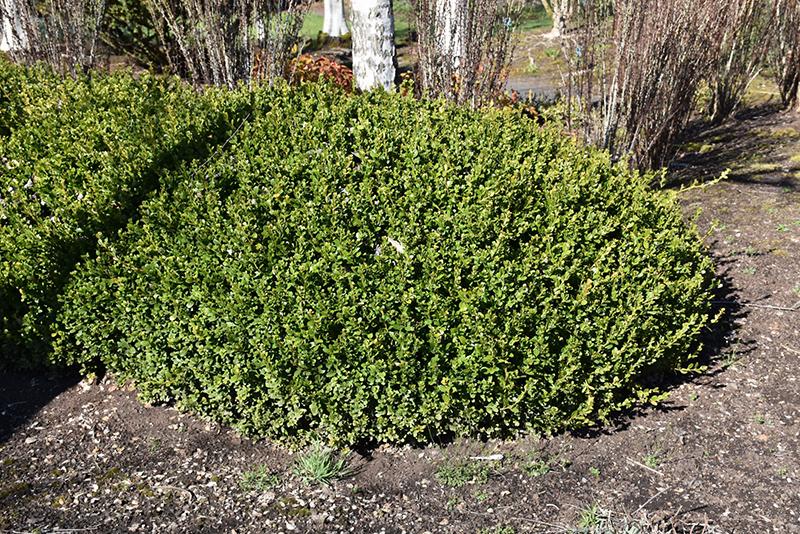 Buxus Microphylla Winter Gem - View 17 from www redcrocus com