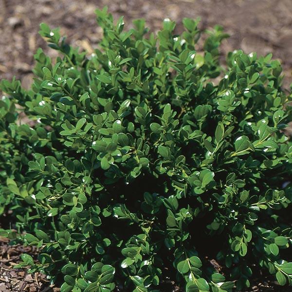 Buxus Microphylla Winter Gem - View 18 from www redcrocus com