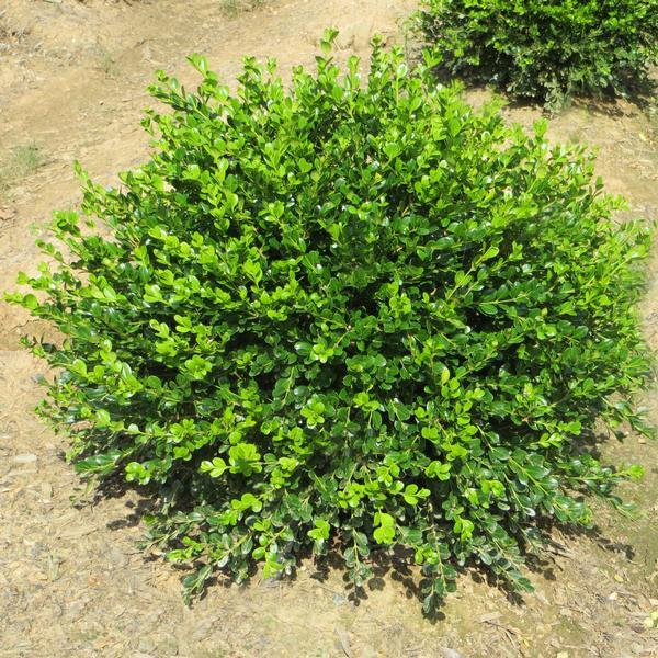 Buxus Microphylla Winter Gem - View 1 from www redcrocus com