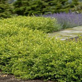 Buxus Microphylla Winter Gem - View 20 from www redcrocus com