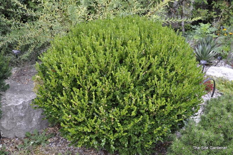 Buxus Microphylla Winter Gem - View 5 from www redcrocus com