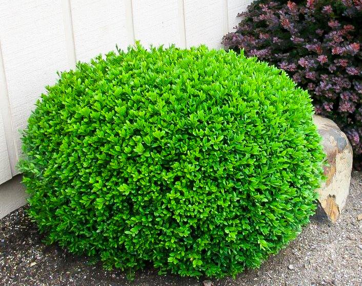 Buxus Microphylla Winter Gem - View 8 from www redcrocus com