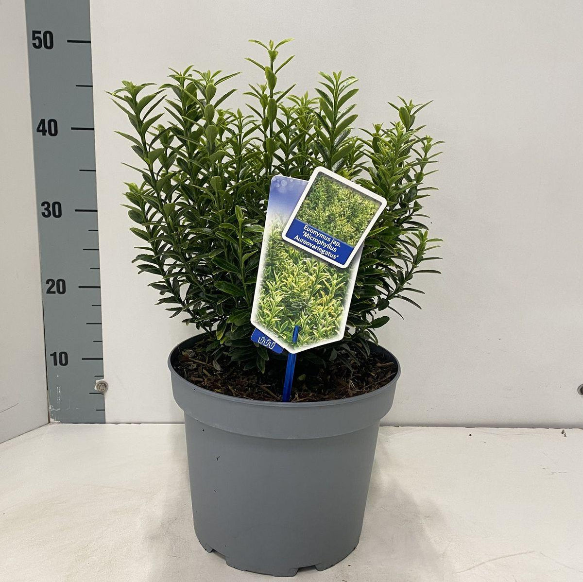 Euonymus Japonicus 'aureovariegatus' - View 26 from www redcrocus com