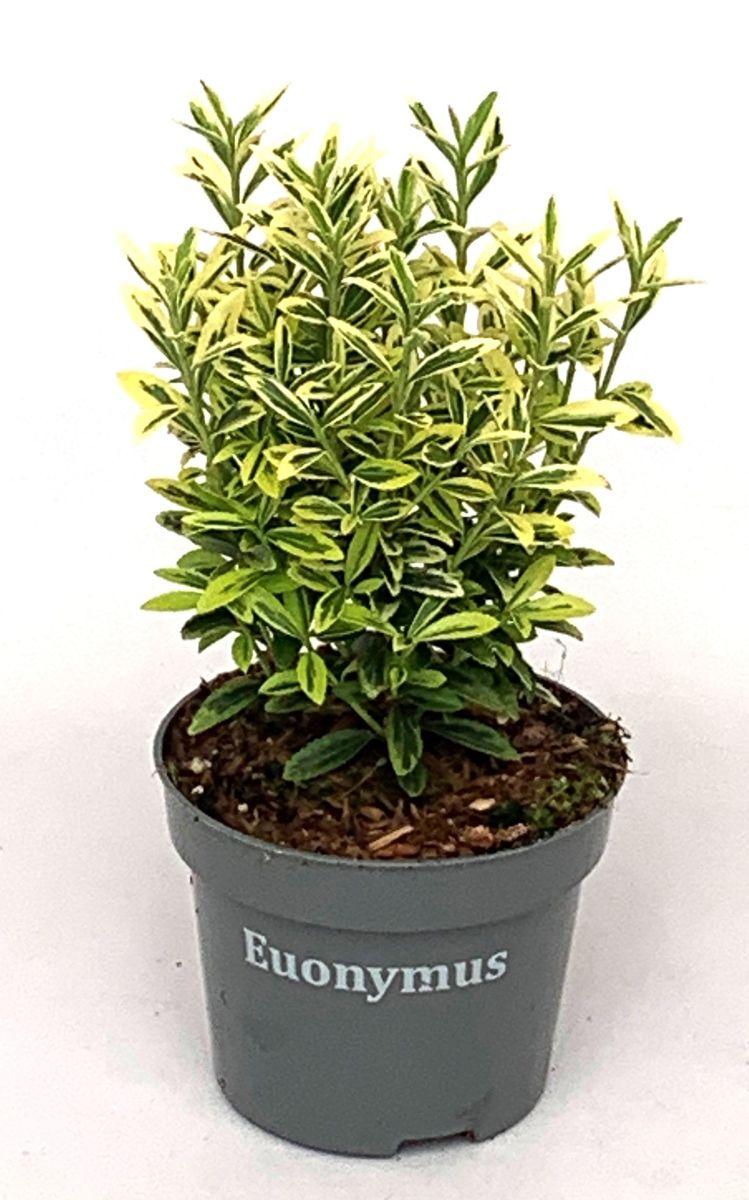 Euonymus Japonicus 'aureovariegatus' - View 31 from www redcrocus com