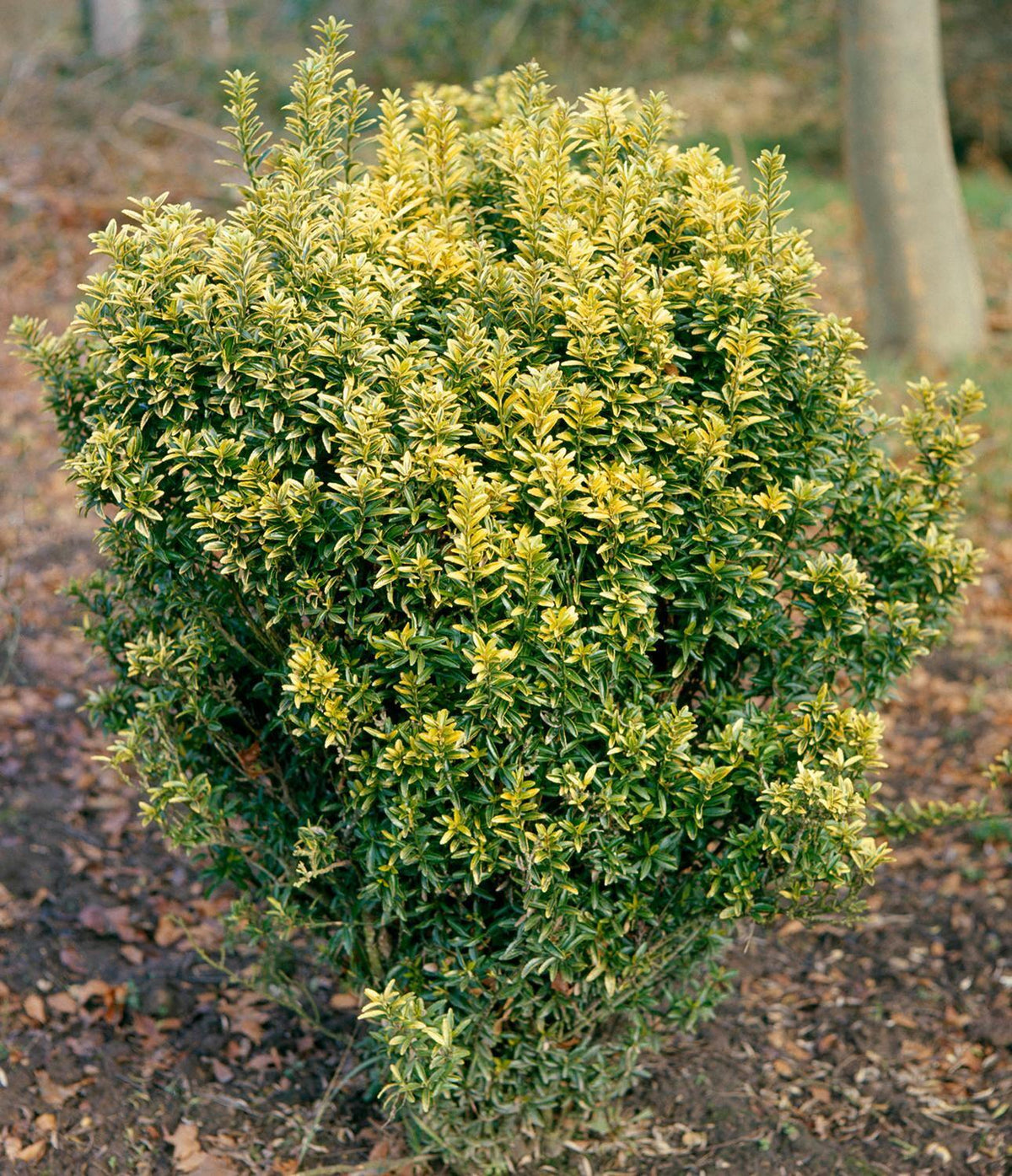 Euonymus Japonicus 'aureovariegatus' - View 33 from www redcrocus com
