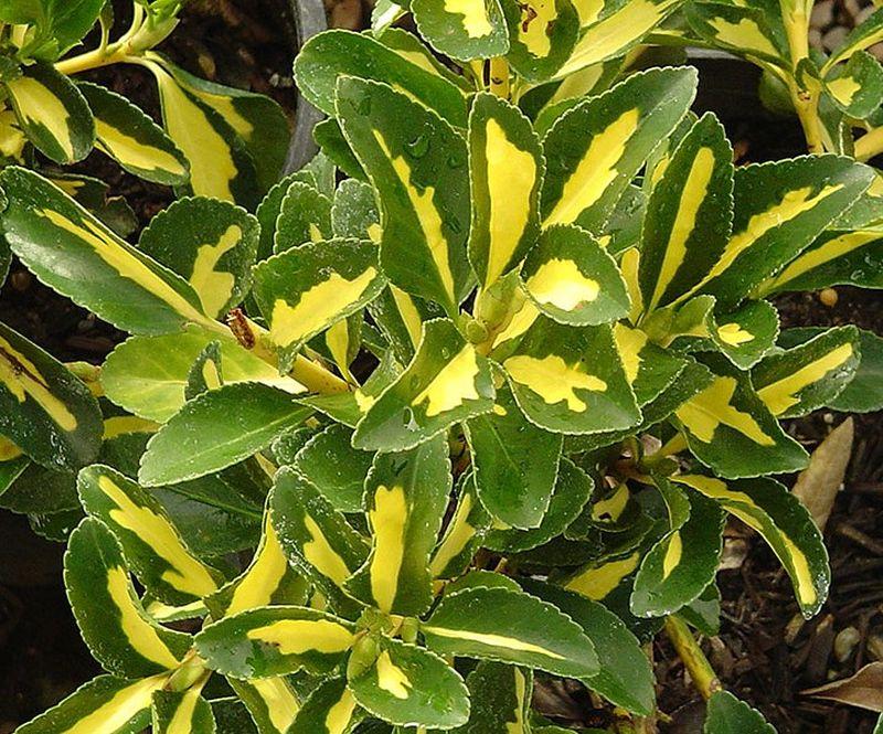 Euonymus Japonicus 'aureovariegatus' - View 35 from www redcrocus com