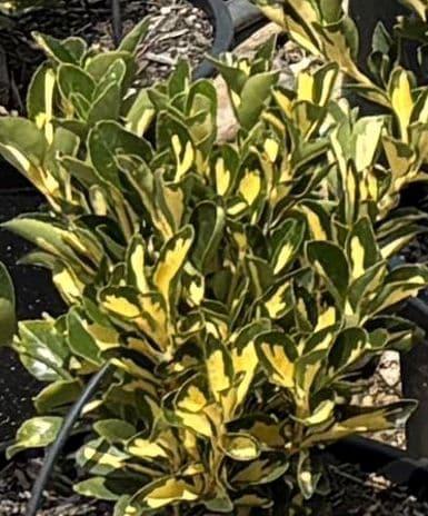 Euonymus Japonicus 'aureovariegatus' - View 38 from www redcrocus com