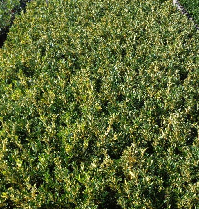 Euonymus Japonicus 'aureovariegatus' - View 39 from www redcrocus com