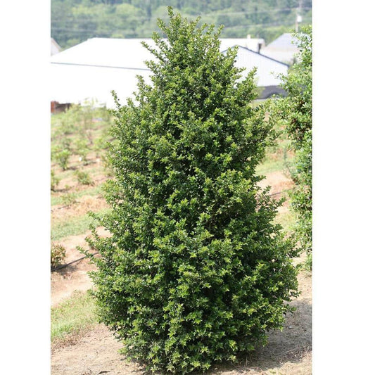 Ilex 'red Beauty' - View 36 from www redcrocus com