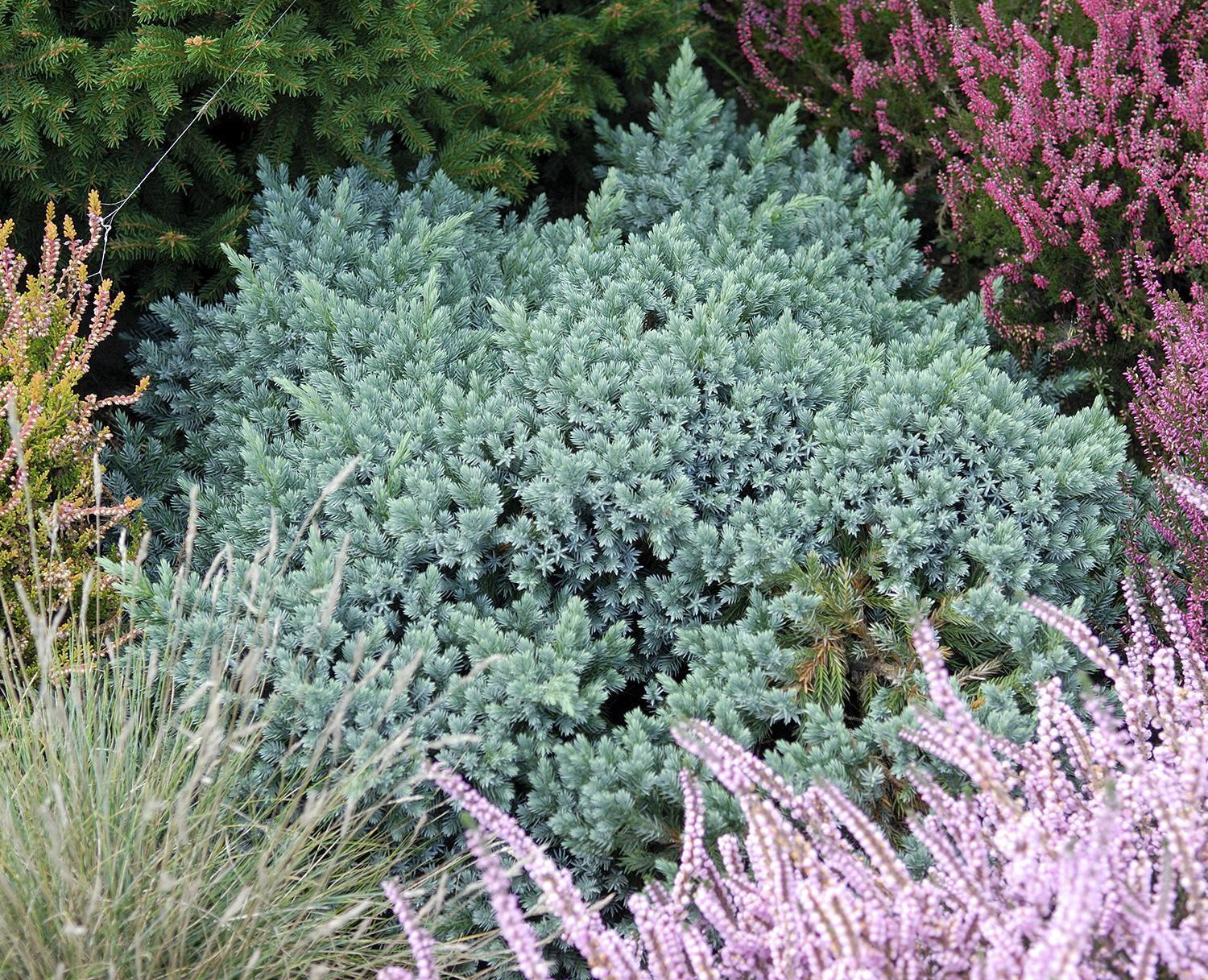 Juniperus Squamata 'blue Star' - View 17 from www redcrocus com