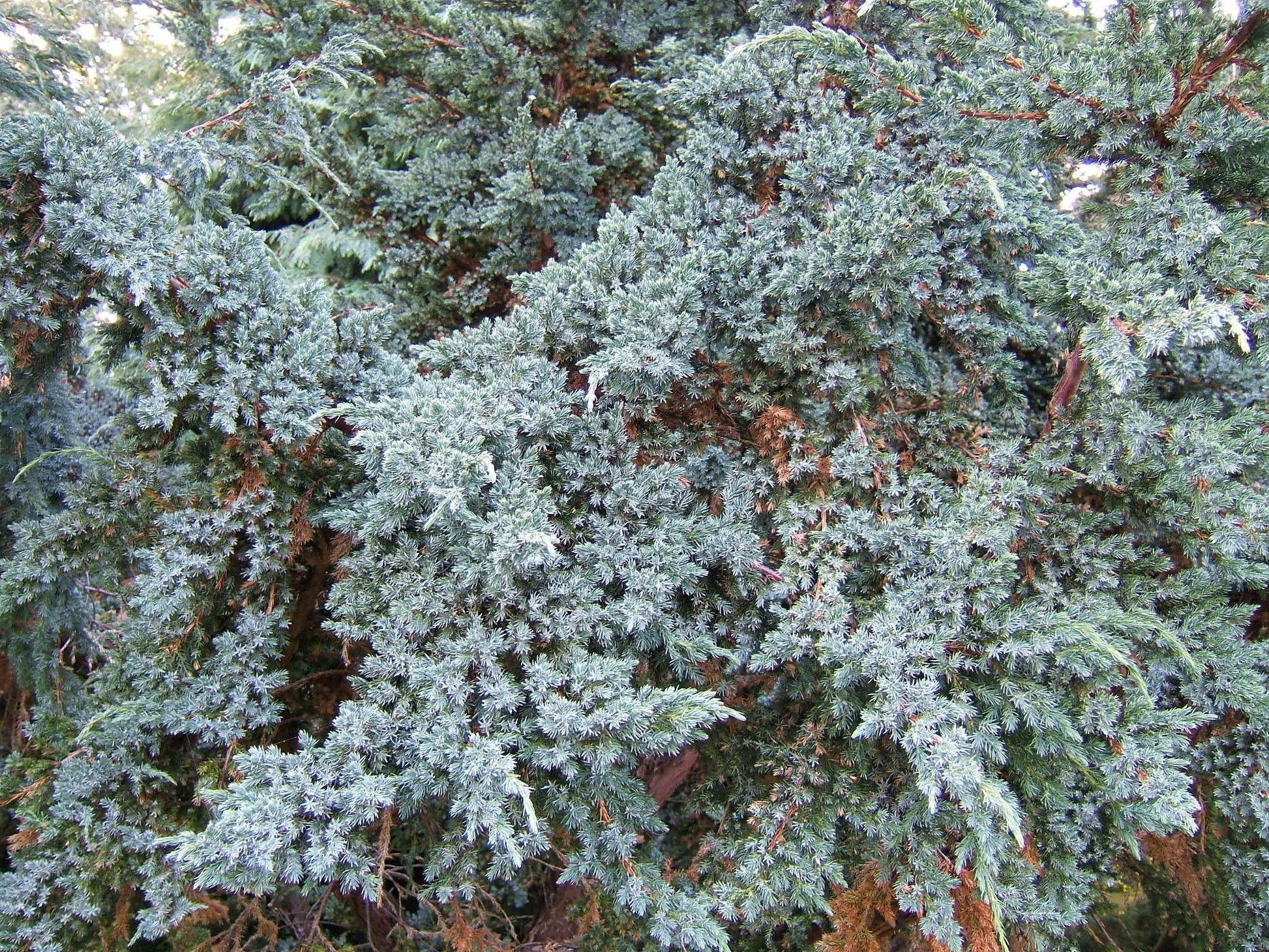 Juniperus Squamata 'blue Star' - View 18 from www redcrocus com