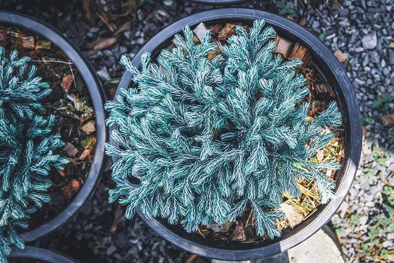 Juniperus Squamata 'blue Star' - View 31 from www redcrocus com