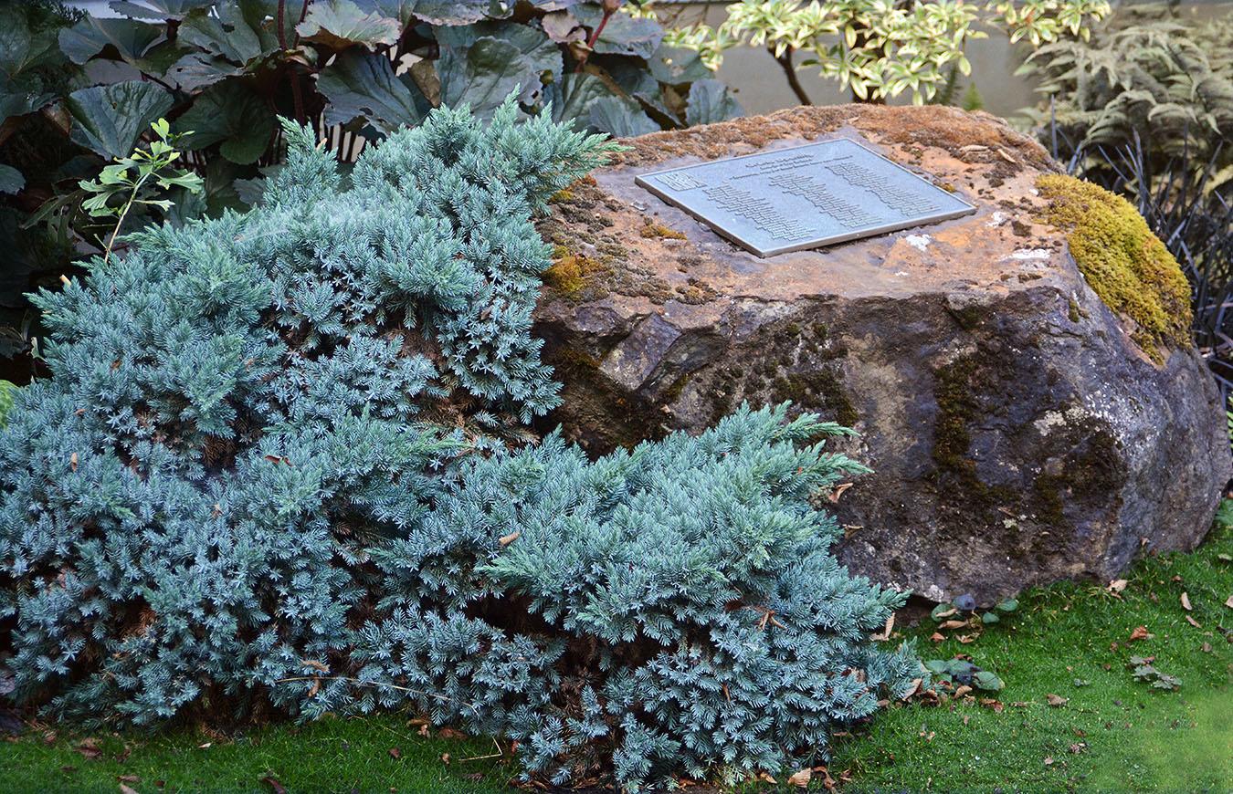 Juniperus Squamata 'blue Star' - View 8 from www redcrocus com