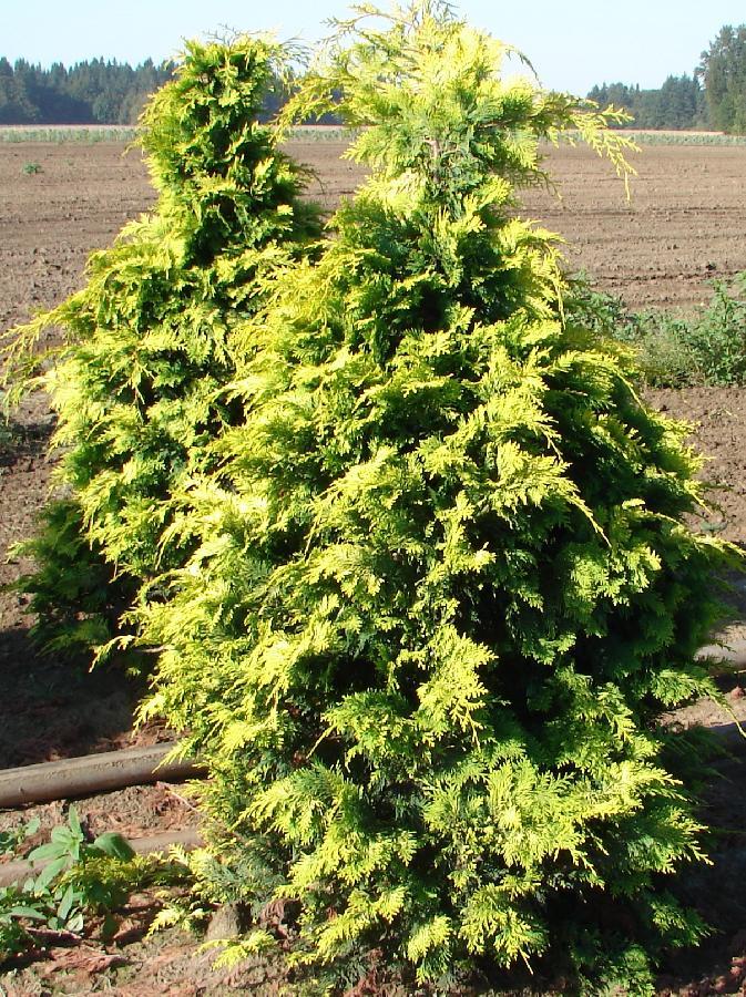 Chamaecyparis Obtusa Crippsii - View 10 from www redcrocus com