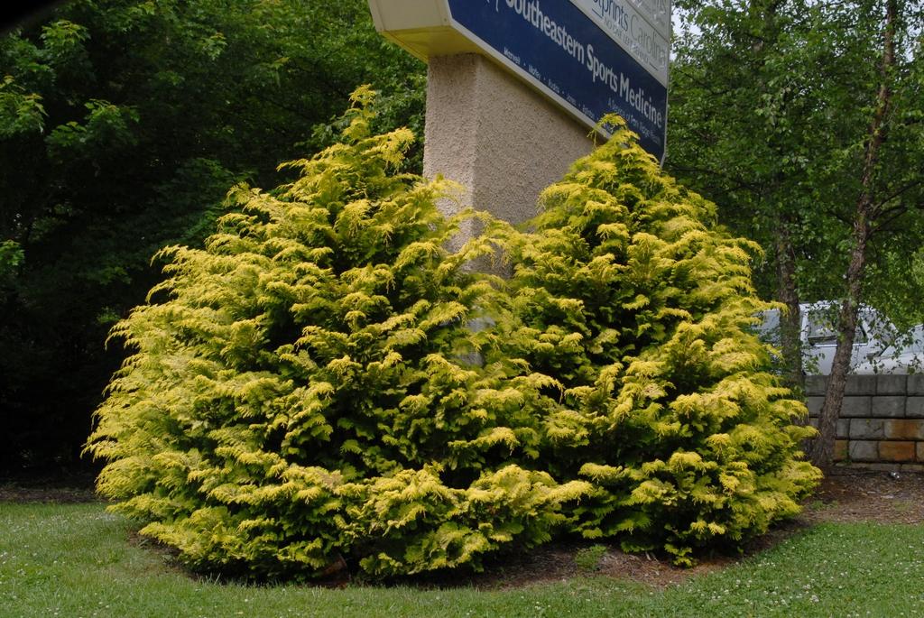 Chamaecyparis Obtusa Crippsii - View 16 from www redcrocus com