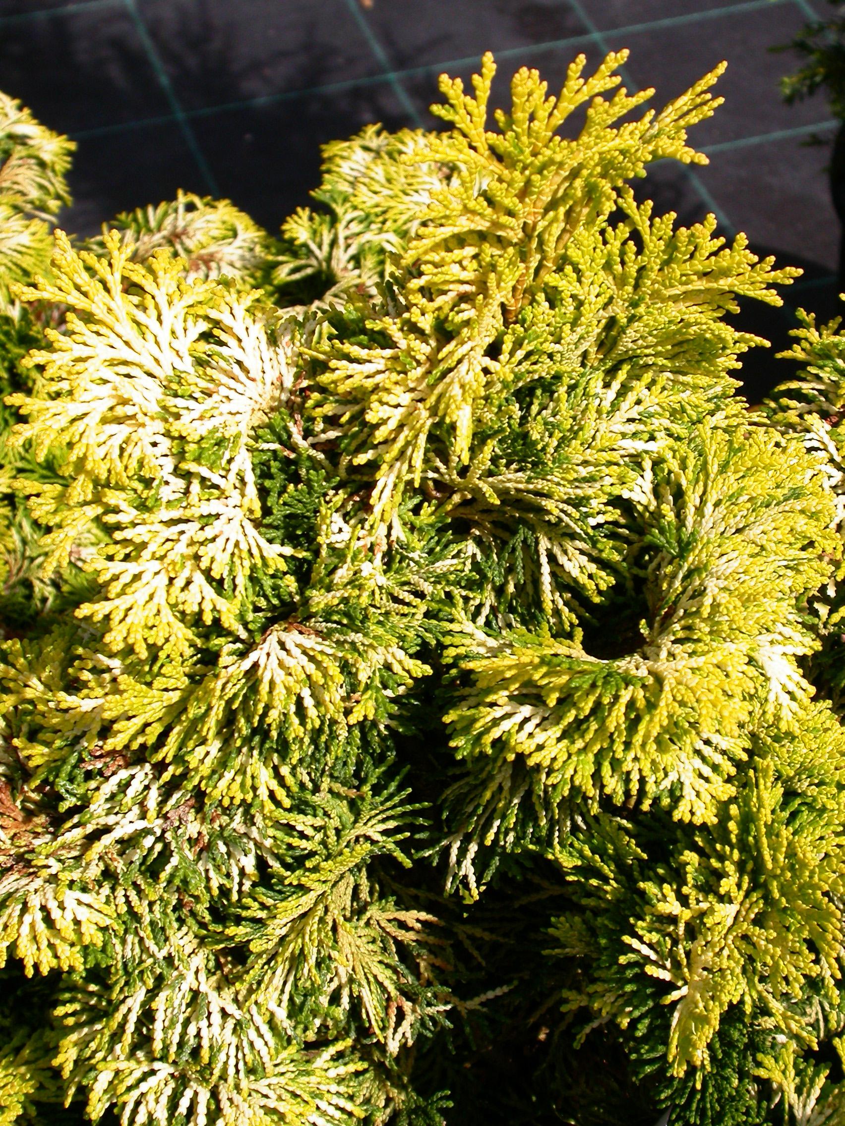 Chamaecyparis Obtusa Crippsii - View 17 from www redcrocus com