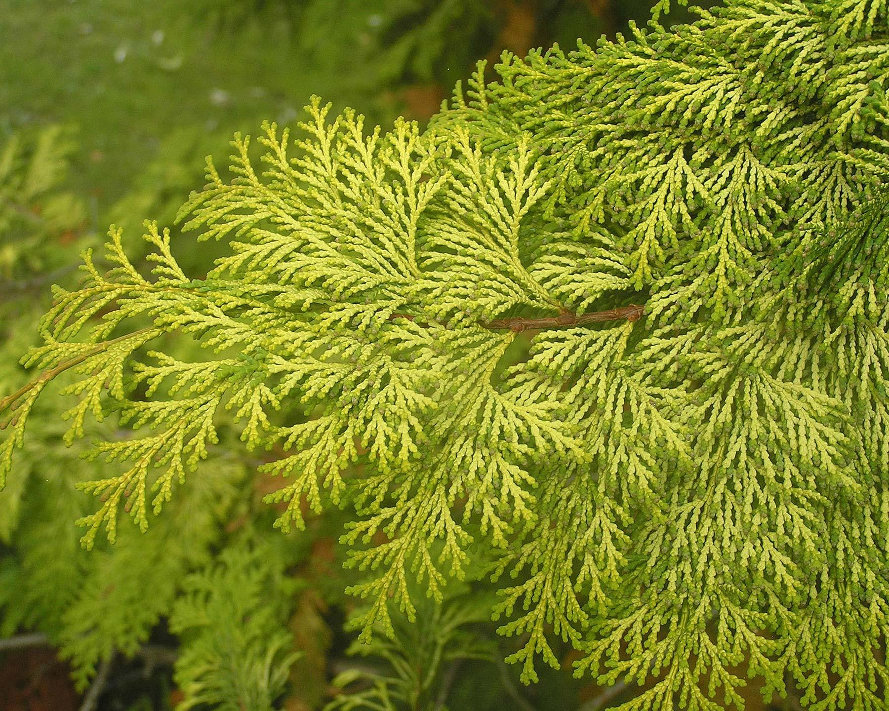 Chamaecyparis Obtusa Crippsii - View 18 from www redcrocus com