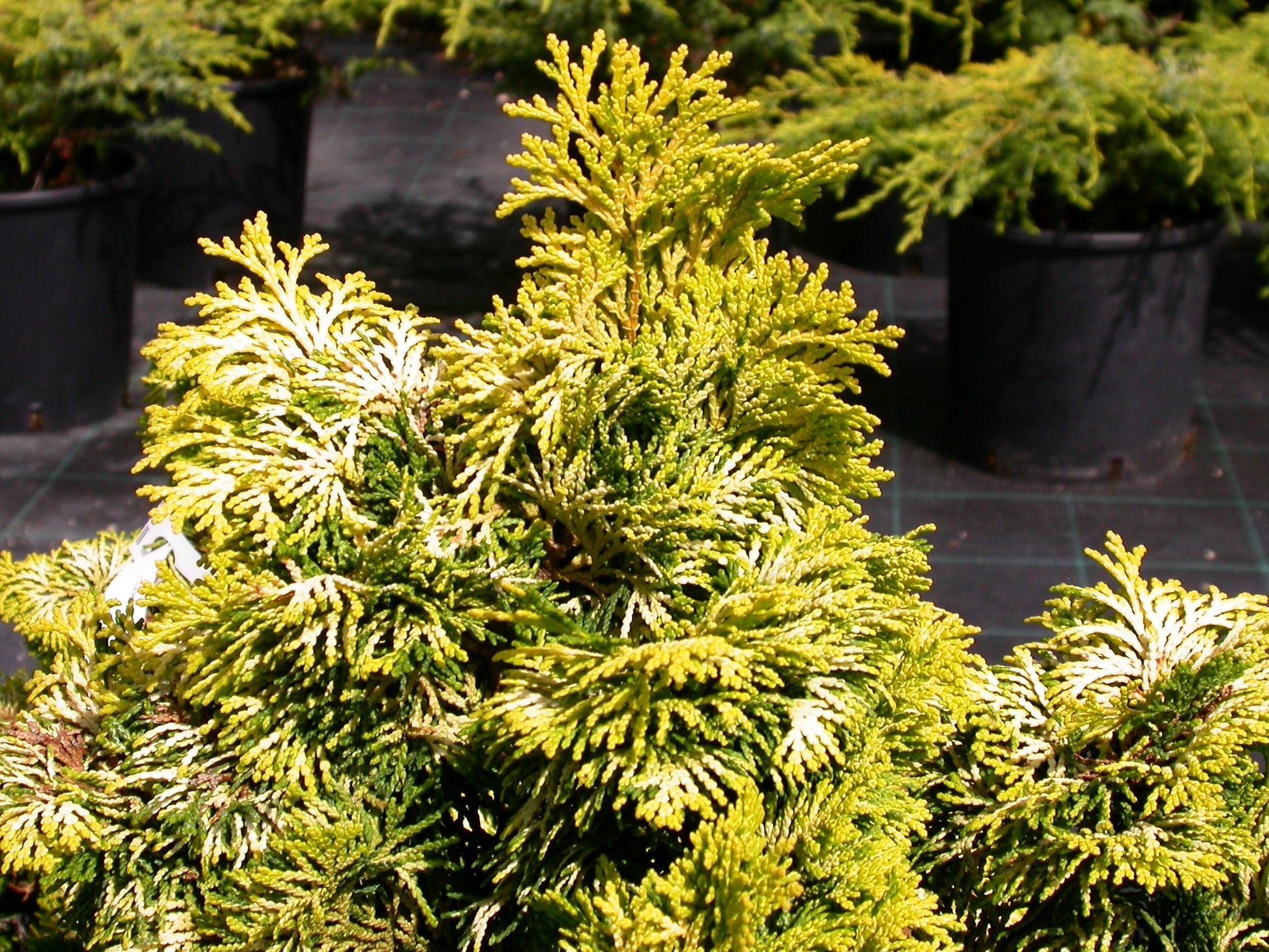 Chamaecyparis Obtusa Crippsii - View 8 from www redcrocus com