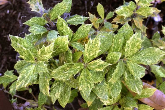 Osmanthus Heterophyllus 'goshiki' - View 1 from www redcrocus com