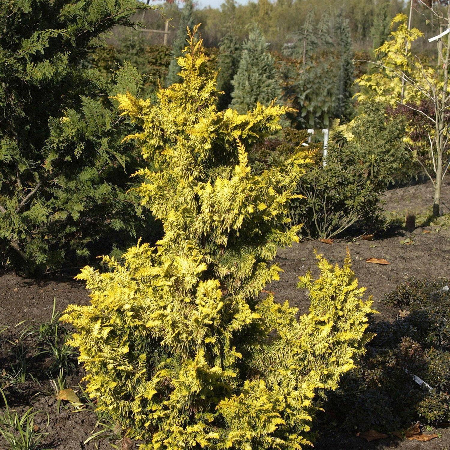 Chamaecyparis Obtusa Filicoides Aurea - View 13 from www redcrocus com