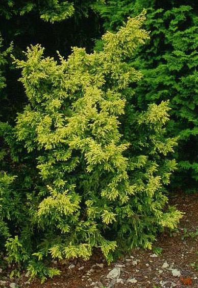 Chamaecyparis Obtusa Filicoides Aurea - View 18 from www redcrocus com