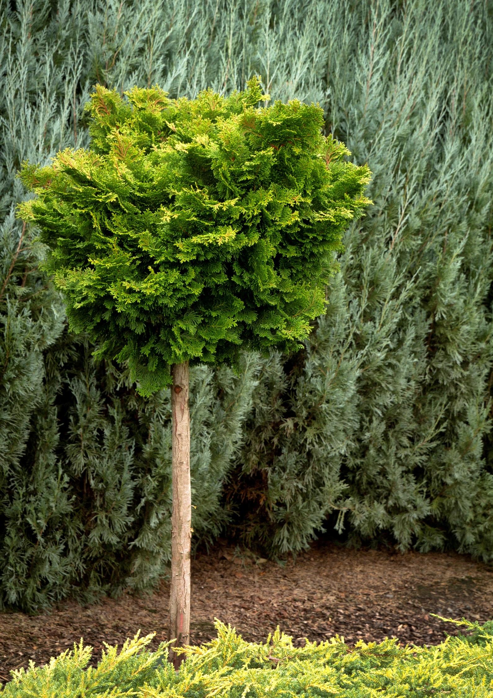 Chamaecyparis Obtusa Tempelhof - View 9 from www redcrocus com