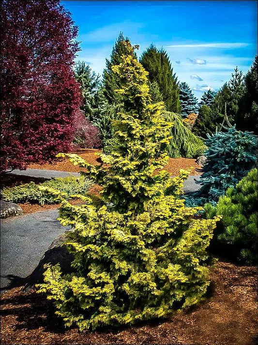 Chamaecyparis Obtusa 'confucius' - View 10 from www redcrocus com
