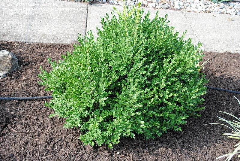 Buxus Microphylla Green Mountain - View 10 from www redcrocus com