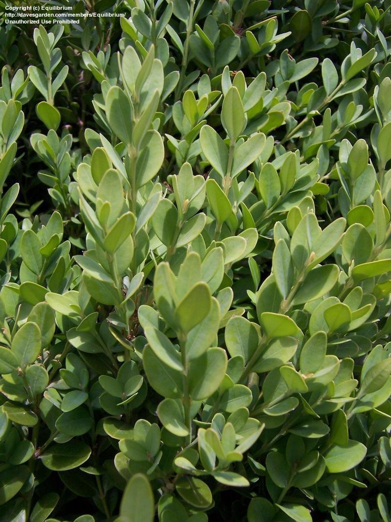 Buxus Microphylla Green Mountain - View 11 from www redcrocus com