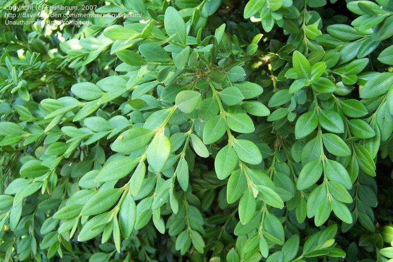 Buxus Microphylla Green Mountain - View 13 from www redcrocus com