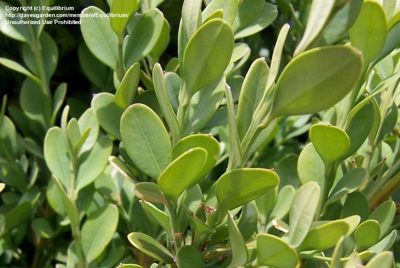 Buxus Microphylla Green Mountain - View 17 from www redcrocus com
