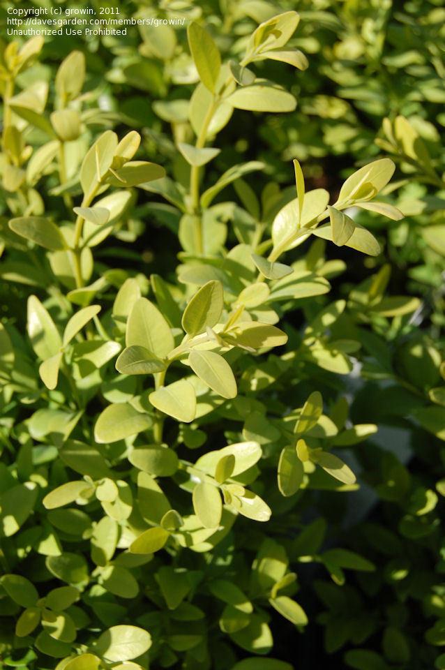 Buxus Microphylla Green Mountain - View 6 from www redcrocus com