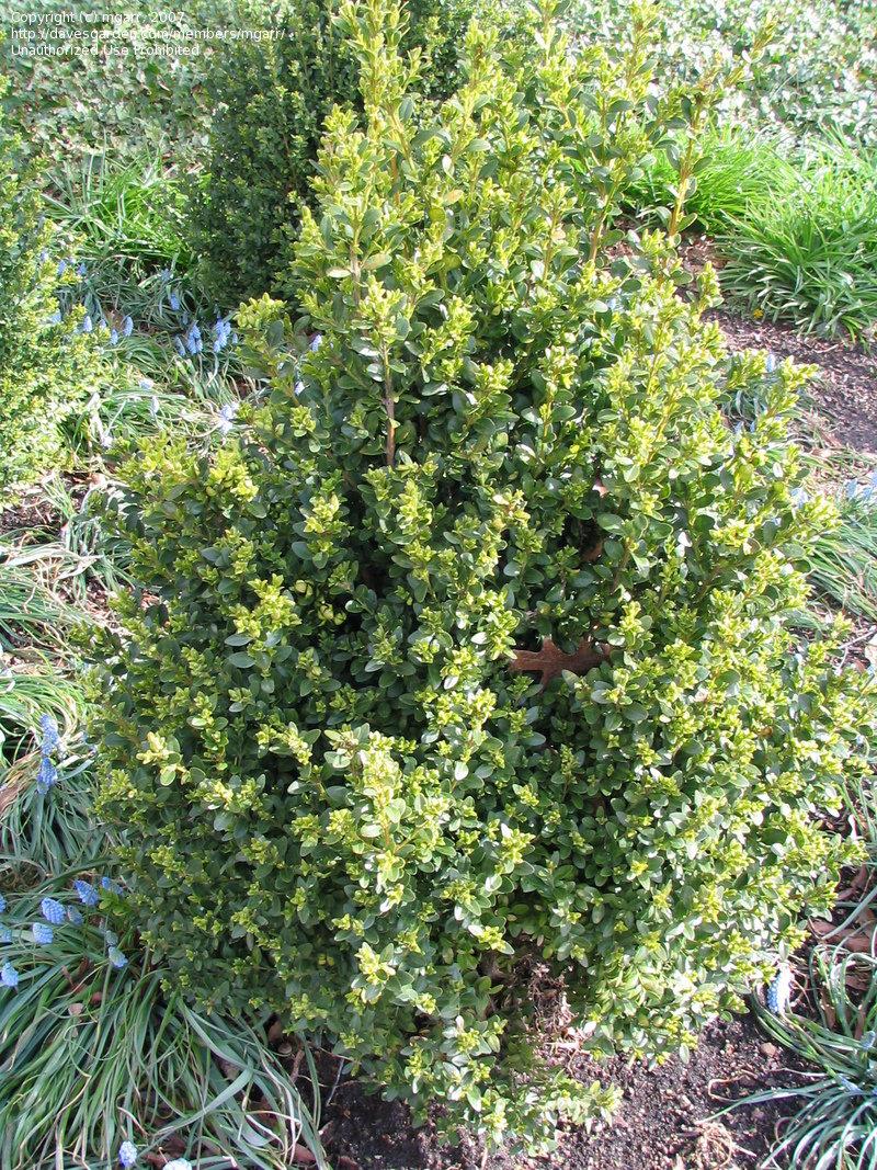 Buxus Microphylla Green Mountain - View 9 from www redcrocus com